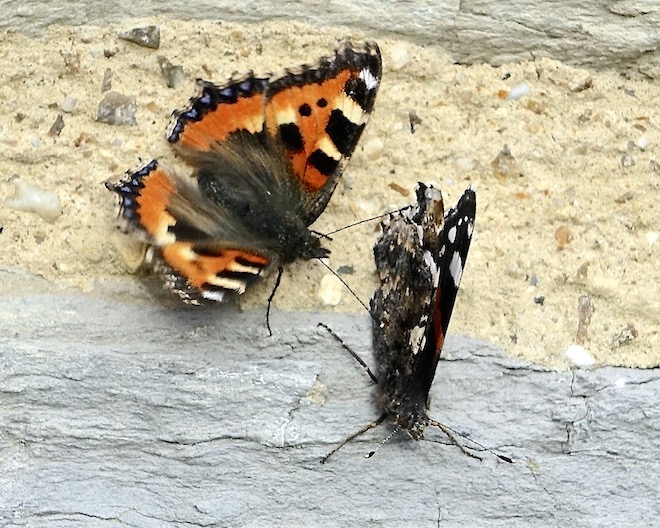 small tortoiseshell